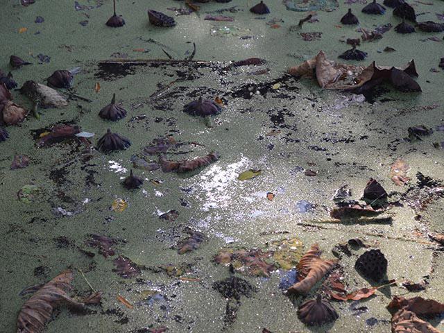Dead lotus seed pods in a pond. The water surface is covered by a green film. The sunlight glistens off the surface.