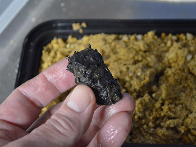 A person's hand holds a small blackish root-like tuber near a plastic dish filled with sand.