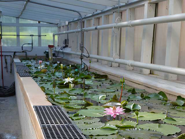 Inside a greenhouse, a trough along the wall is filled with water and tropical lilies. Some are blooming.