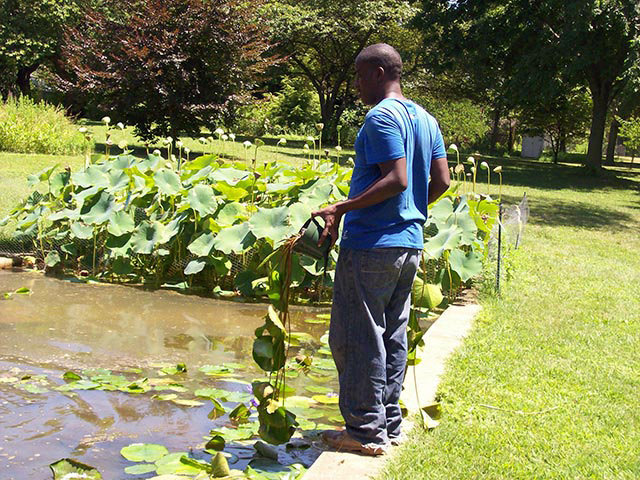 A gardener carries lilies in pots to the edge of a concrete, rectangular pool. The  leaves hang down several feet from the pot.