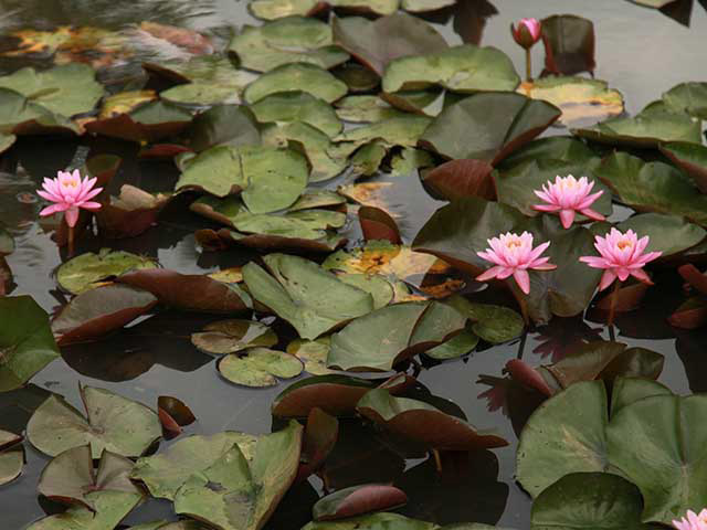 Seven pink tropical lilies bloom inches above the lily leaves sitting on the water surface.
