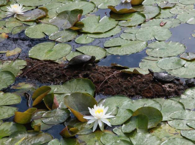 A color photo of a white lily flower, slightly above the water surface that is covered by green lily pad leaves. Two turtles sun themselves on a log. As the slider handle moves to the right, the photo transforms into large more elevated lily flowers—some white and some bright pink. The leaves are green or reddish brown and larger.