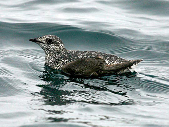 A bird floating in water.