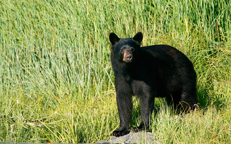 Front view of a black bear in grassy habitat.