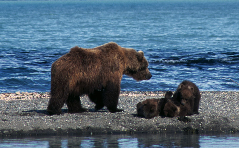 A brown bear mother standing next to her cubs playing on a rocky shore.