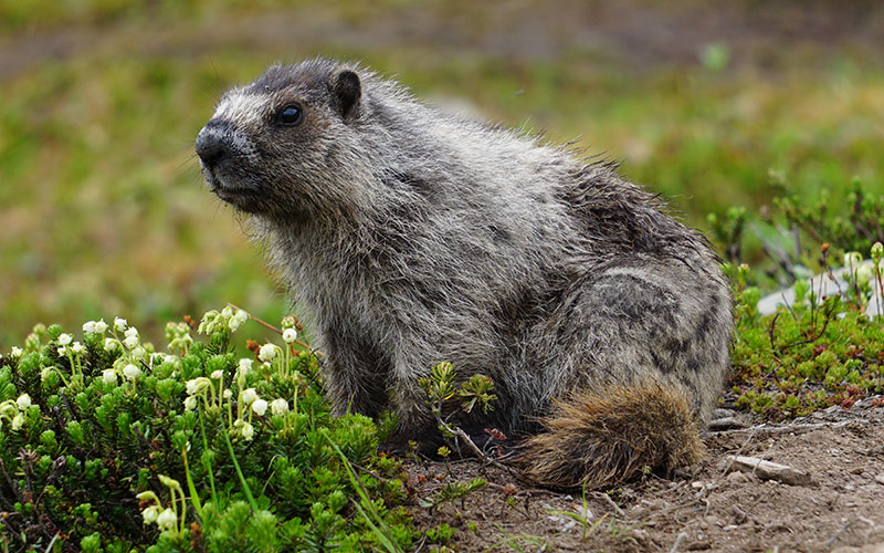 Profile view of a hoary marmot in tundra habitat.