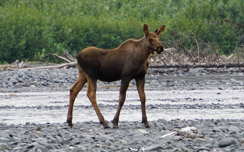 A juvenile moose walking along an out-wash plain.