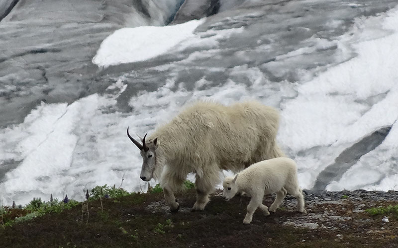 A nanny and kid goat walking together on tundra in front of a glacial backdrop.