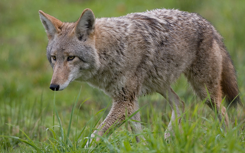 Profile view of a coyote walking through grassy habitat.