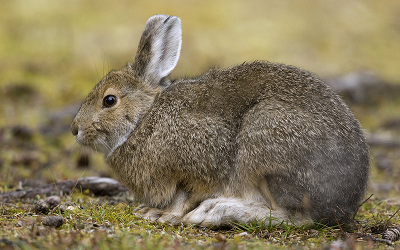 Profile view of a snowshoe hare in summer coat sitting on the ground.