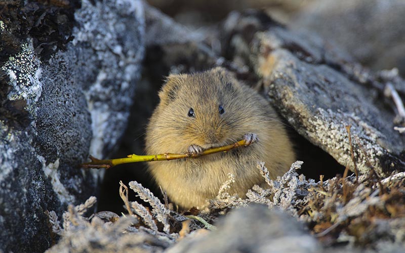 Front view of a tundra mole chewing on a small twig sheltered by rocks and lichen.