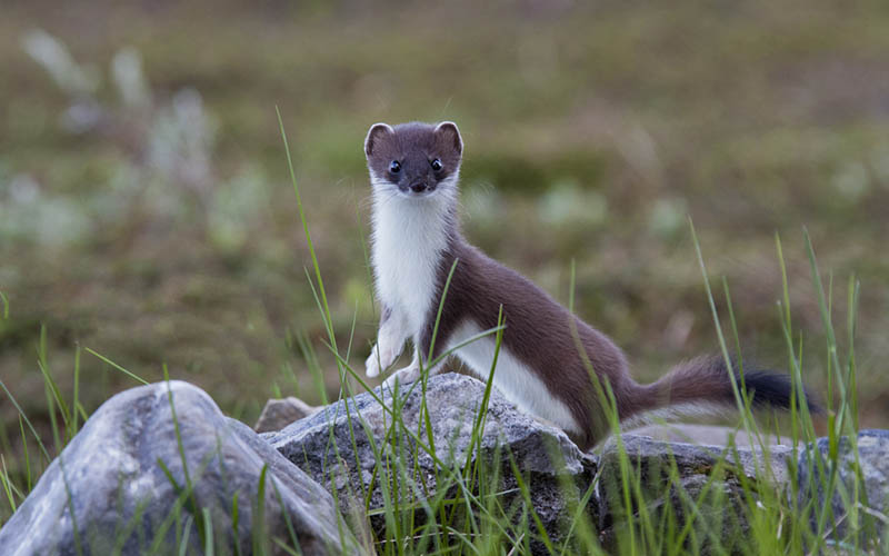 An ermine in summer coat standing on rocks, head and chest raised towards the viewer.