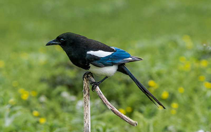 Profile view of a magpie standing on a stick in meadow habitat.