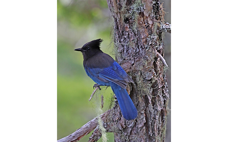 Profile view of a Steller's jay standing on a small branch protruding from a tree trunk.