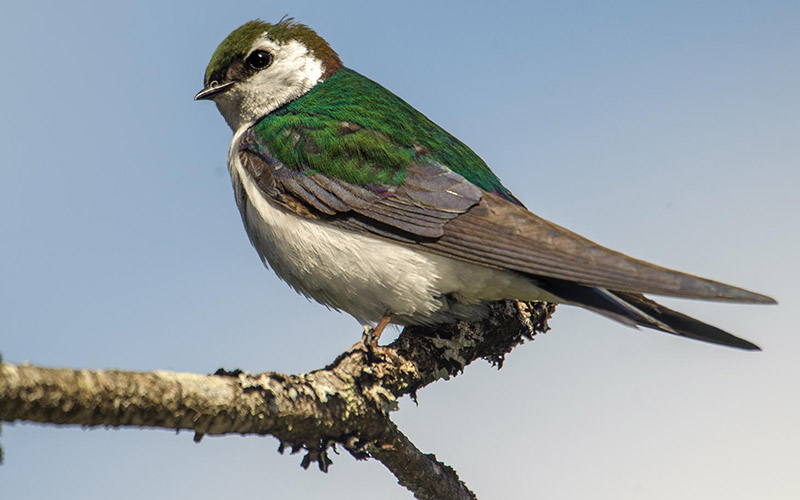 Profile view of a violet-green swallow standing on a branch.