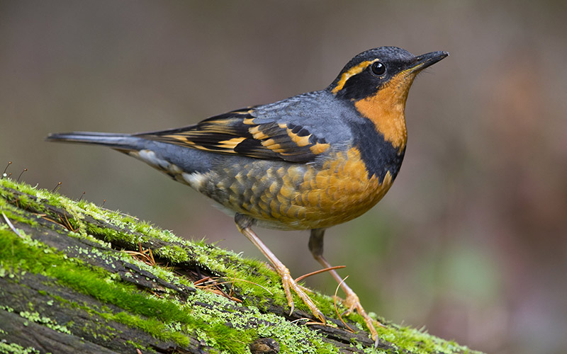 A varied thrush standing on a mossy branch.