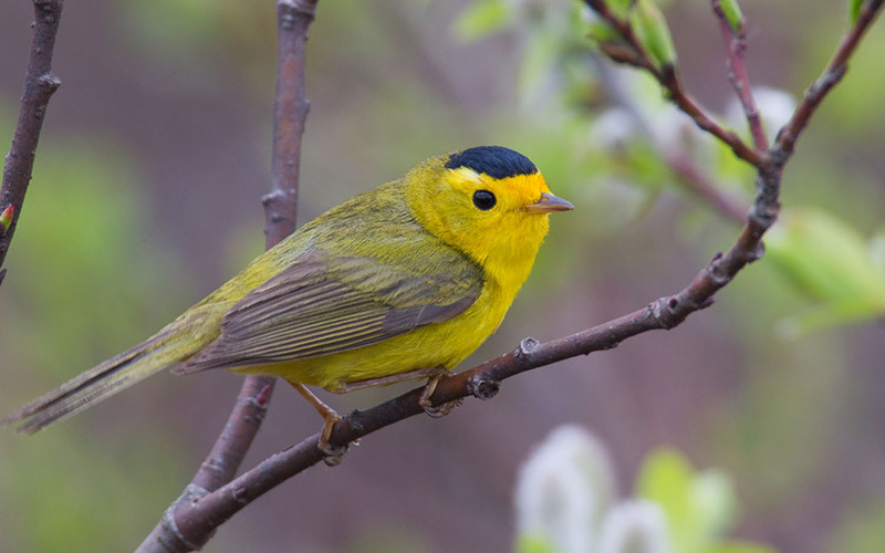 Profile view of a Wilson's warbler standing on twig.