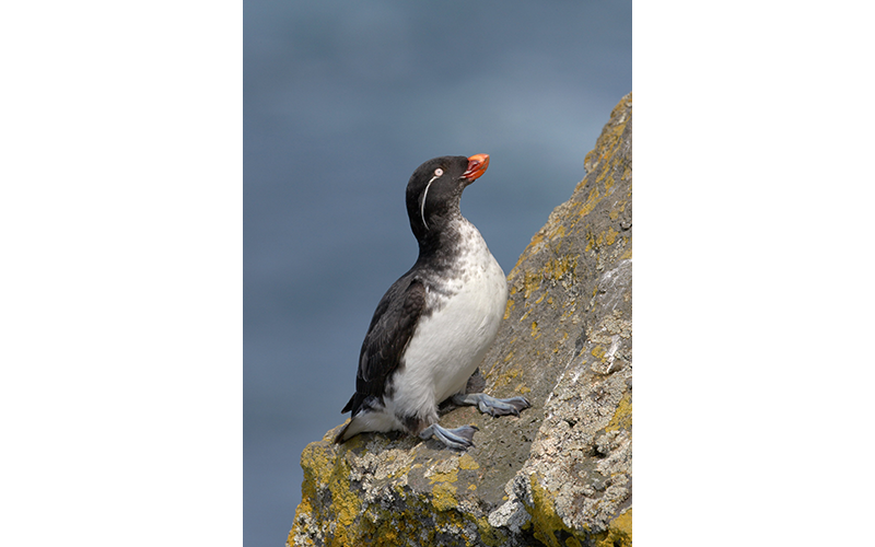 Profile view of a parakeet auklet standing on a rocky slope.