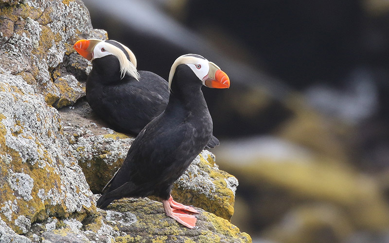 Two tufted puffins on a rocky outcrop, one standing and one sitting.