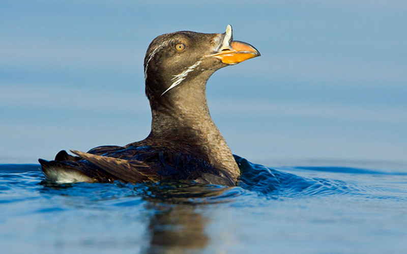 Profile view of a rhinoceros auklet swimming in the ocean.