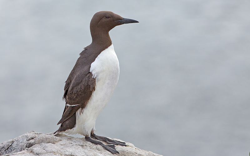 Profile view of a common murre standing on a rock ledge in front of the ocean.