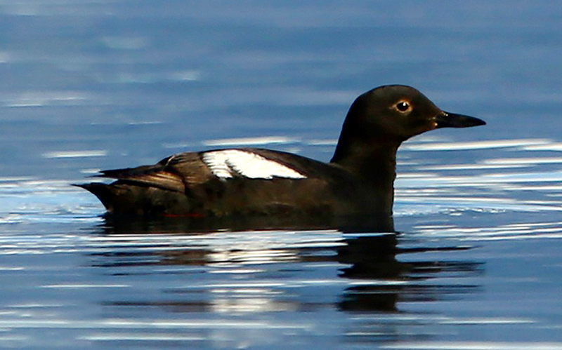 Birds-eye-view of a pigeon guillemot swimming in the ocean, looking up towards the viewer.