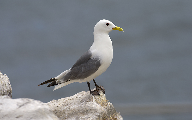 Profile view of the black-legged kittwake standing on a rocky ledge over the ocean.