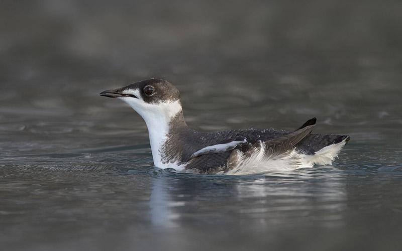 Profile view of a marbled murrelet swimming in the water.