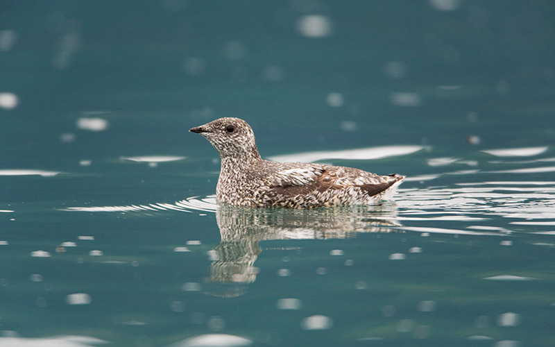 Profile view of a Kittlitz's murrelet swimming in the water.