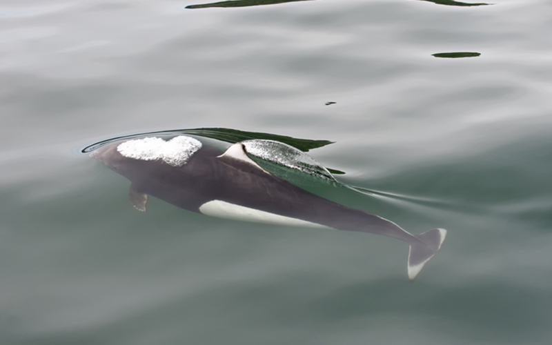 Birds-eye-view of a Dall's porpoise swimming just beneath the surface of the water.