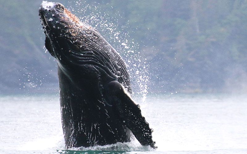 A breaching humpback whale jumping vertically, head and pectoral fins above water.