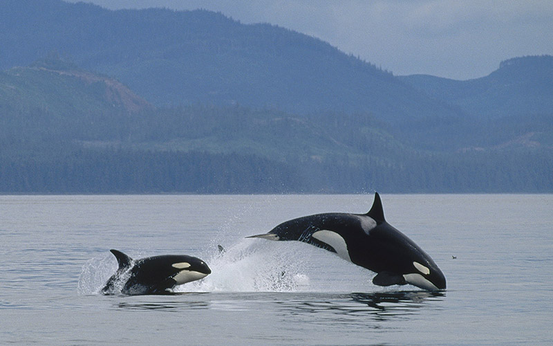 Two orca in the distance jumping out of the ocean in front of a mountain backdrop.