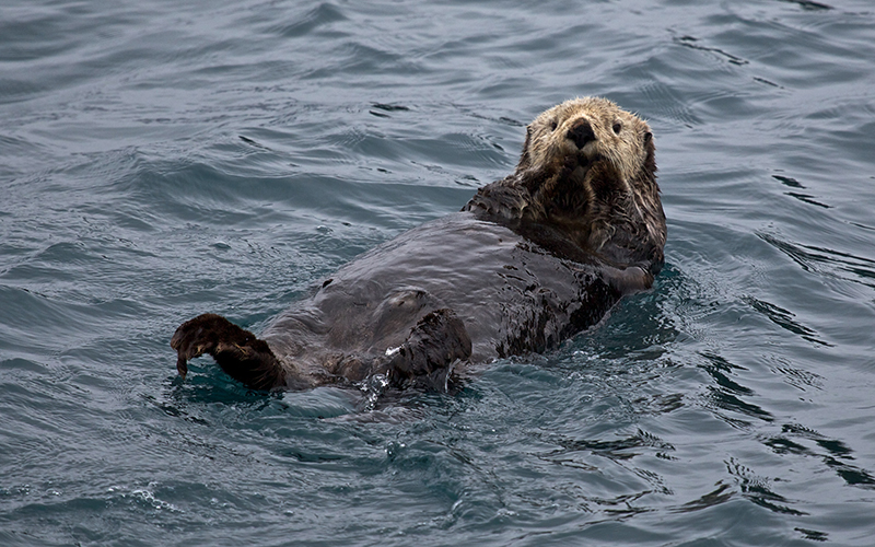A sea otter floating on its back in eating position, head raised and looking at the camera.