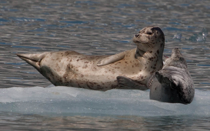 Two harbor seals lying on their side on top of an ice flow in the ocean.