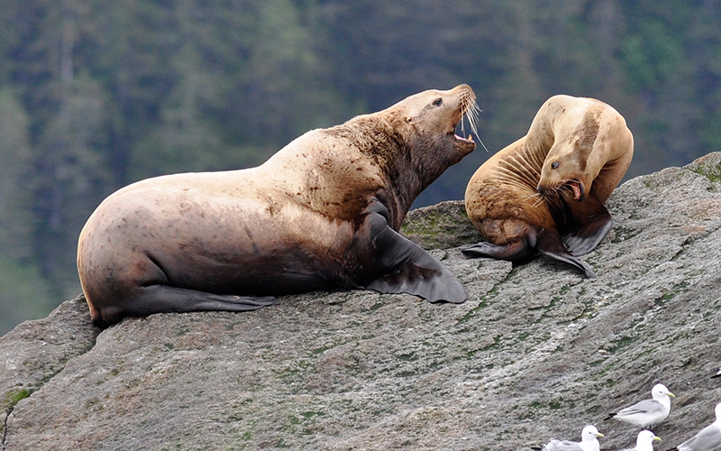 Two Steller sea lions on a rocky outcrop, the larger male bull turned towards and vocalizing at the female.