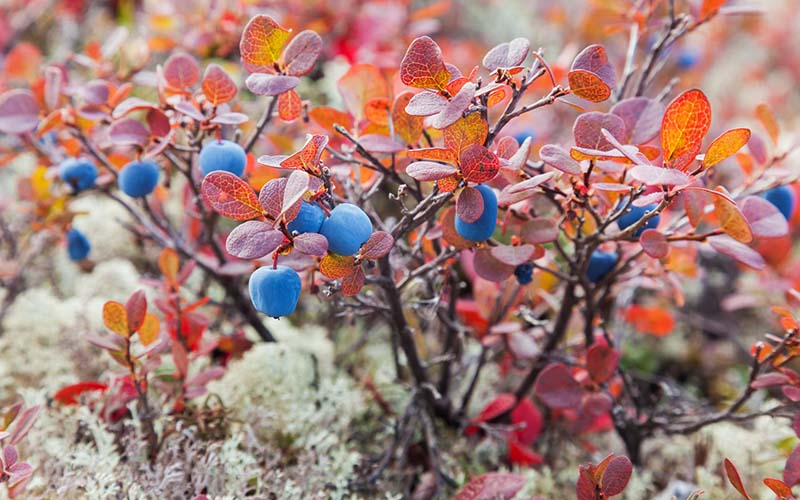 A dense clump of Alaska blueberry with red-orange foliage and blue berries.