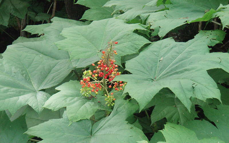 Close-up view of the foliage and berries of the Devil's club plant.