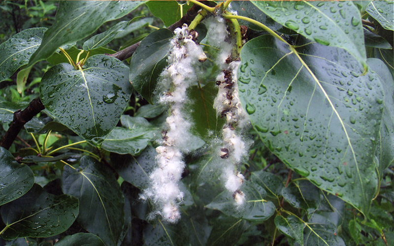 Close-up view of the Black cottonwood's fluffy white seeds and dark green leaves.