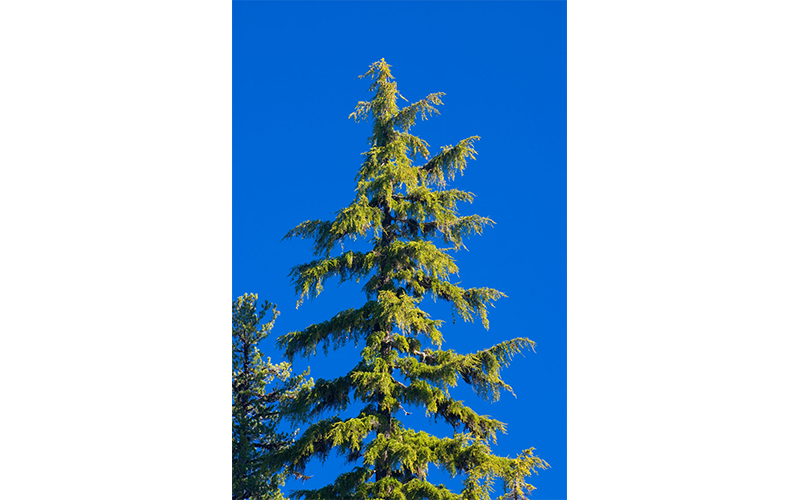 The top portion of a mountain hemlock tree against blue sky.