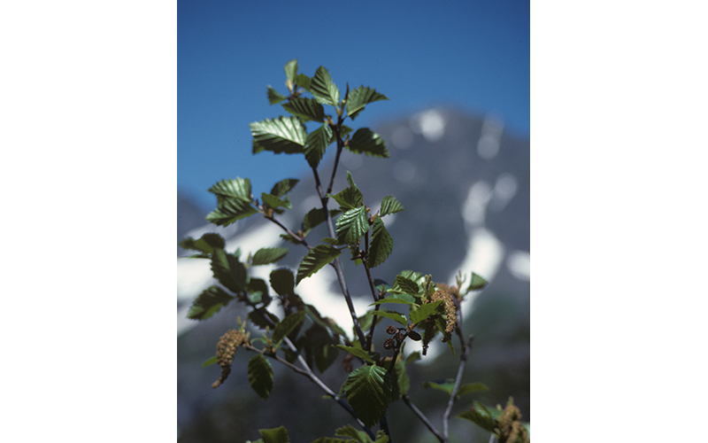 The top portion of a sitka alder tree with catkins in front of a mountain backdrop.