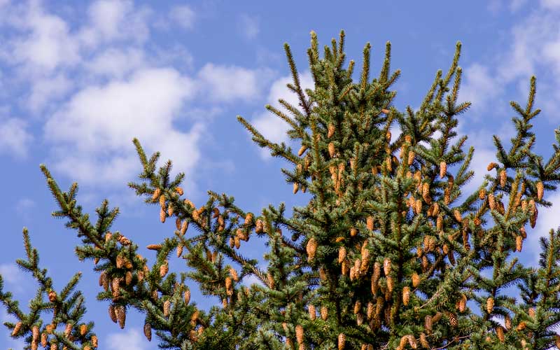 The top portion of a sitka spruce tree loaded with cones.
