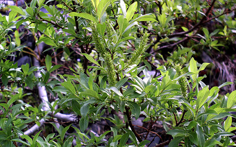 A dense clump of Barclay willow.