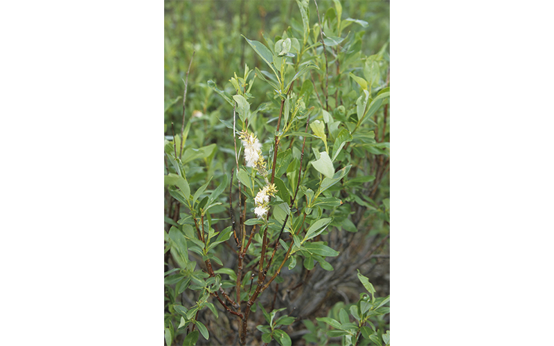 A dense clump of flowering feltleaf willow.