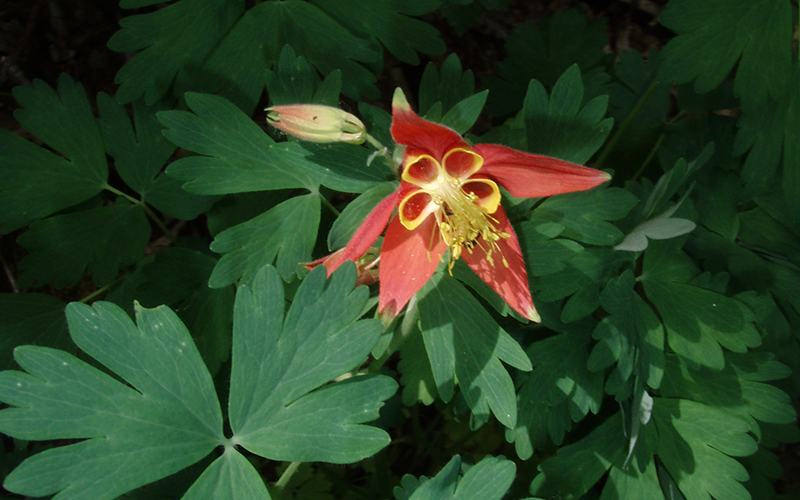 Columbine in bloom with drooping orange and yellow flower.