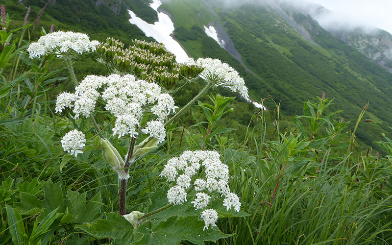 Cow parsnip in bloom with white flowers in front of a mountain backdrop.