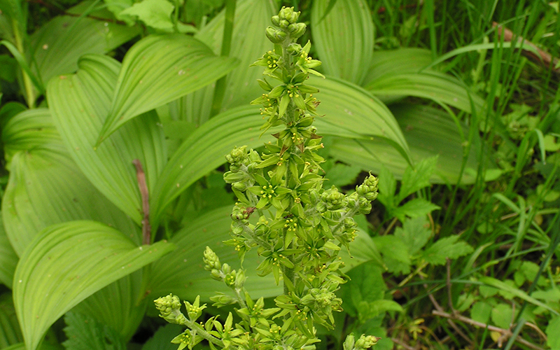 False hellebore foliage and spiky green flower.