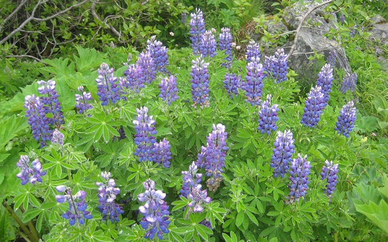 A large patch of nootka lupine in bloom with spiky purple flowers.