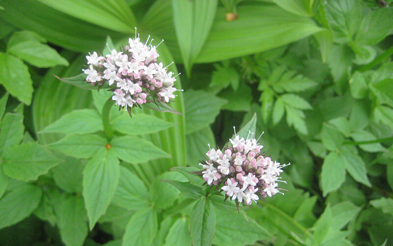 Close-up of sitka valerian in bloom with white-pink flowers.