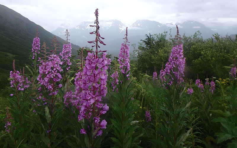 Fireweed in bloom with large pink spiky flowers.