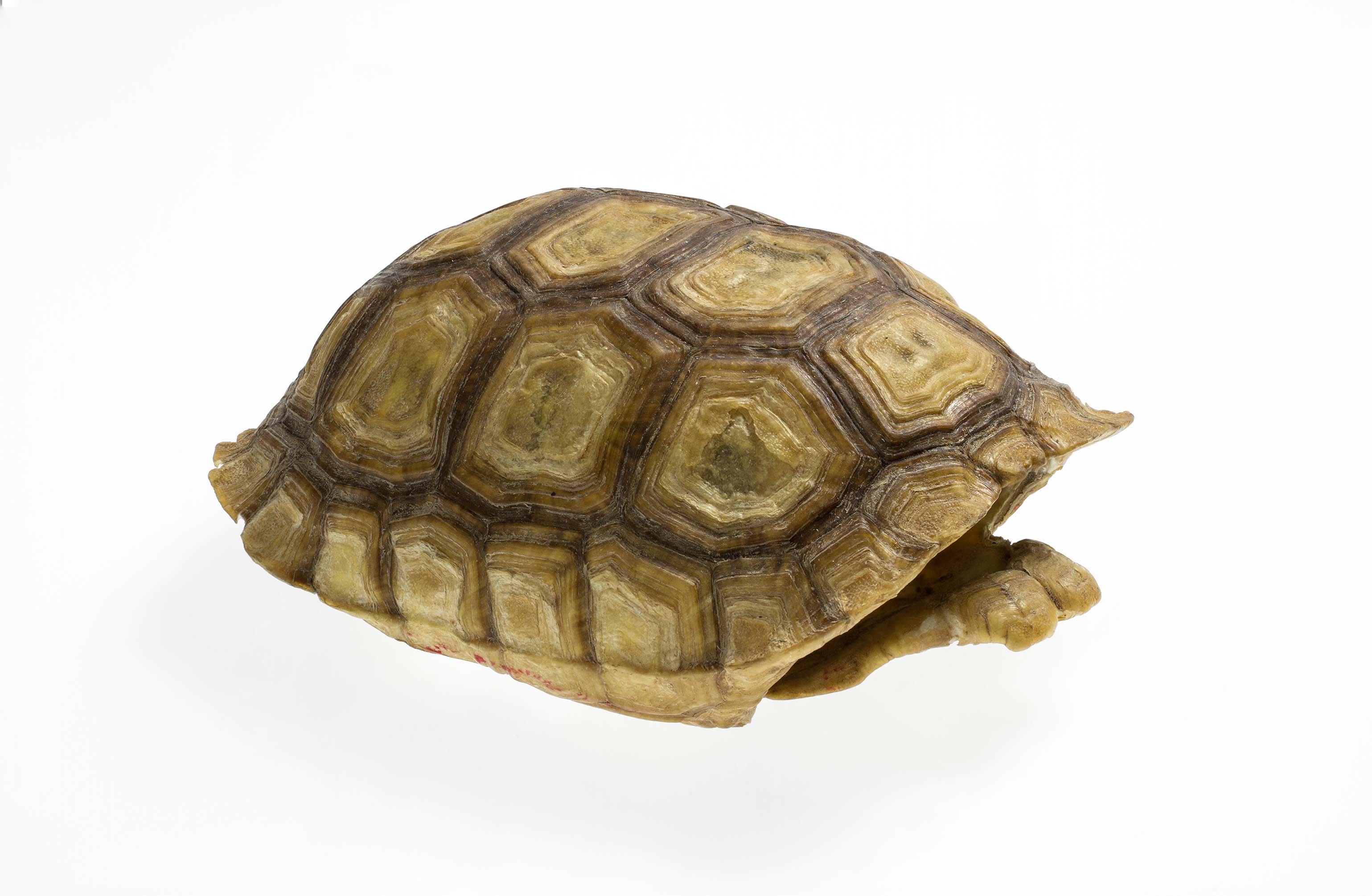 https://www.nps.gov/features/lake/museum/artifacts-fauna/TDT-images/tortoise_shell_3854_06ES_TDT.jpg
